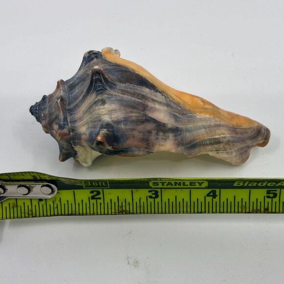 Knobbed Whelk Conch Seashell - Picture 3 of 9